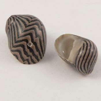 Stripey Sea Shell 1 Hole Button